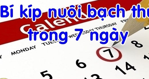 Nuôi bạch thủ trong khung 7 ngày bí quyết chơi không nên bỏ qua